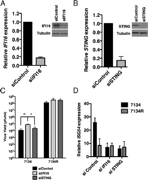 Ifi Negatively Regulates The Replication Of An Icp Null Virus A