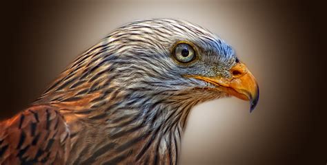 Red kite - Photopublicdomain.com