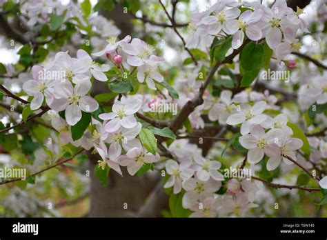 White Cherry Blossom Tree Stock Photo - Alamy