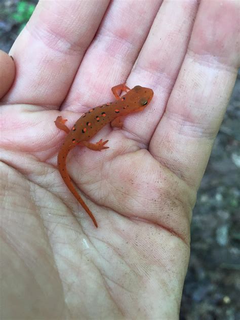 Found An Irl Hightail Lizard Rbreathofthewild