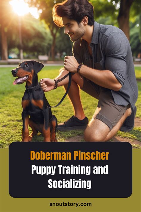Doberman Pinscher Puppy Training