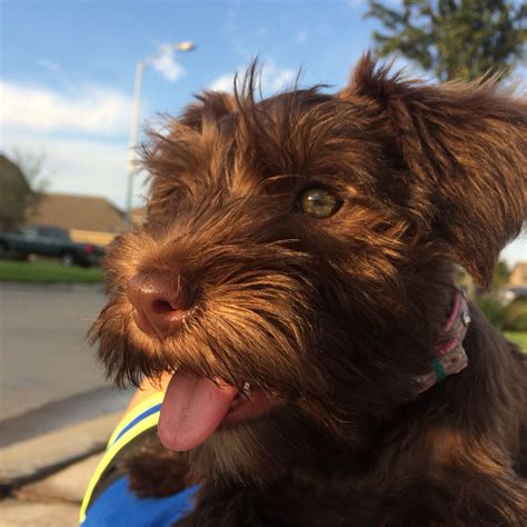 Zoey Our Chocolate Schnauzer Mini Schnauzer Beautiful Dogs Cute Animals