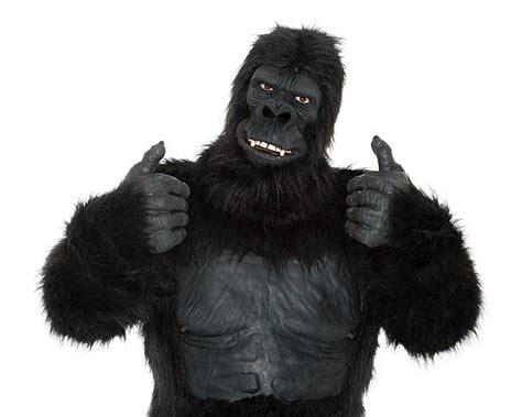 Best Smiling Gorilla Stock Photos, Pictures & Royalty-Free Images - iStock