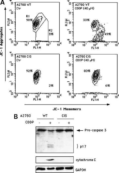 CDDP Induces Mitochondrial Membrane Potential Depolarization