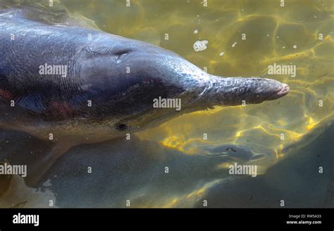 Dolphin eating fish hi-res stock photography and images - Alamy