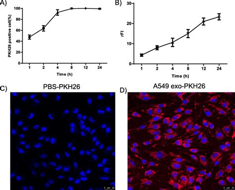 Uptake Of A549 Cell Derived Exosomes By Mast Cells A And B The Percent