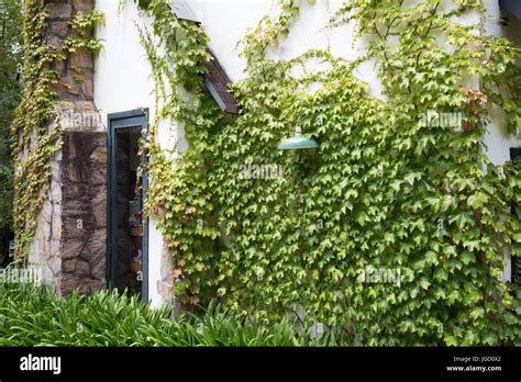 Country House With Ivy Climbing Plants On White Wall Stock Photo Alamy