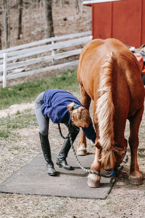 Horse Grooming Photos, Download The BEST Free Horse Grooming Stock ...