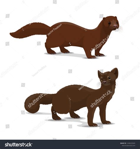 3176 Sable Illustration Images Stock Photos And Vectors Shutterstock