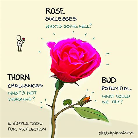 Rose, Thorn, Bud - Sketchplanations