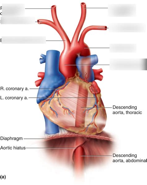 Lab Quiz Aortic Arch Arteries Diagram Quizlet