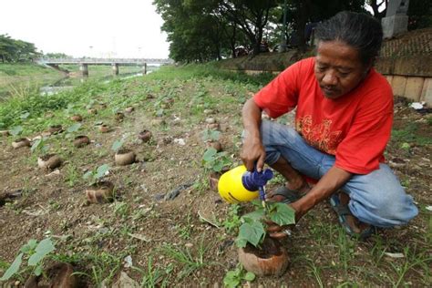 Memanfaatkan Lahan Untuk Bercocok Tanam Di Tengah Ibu Kota