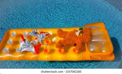Teddy Bear Bikini Relaxing Swimming Pool Stock Photo