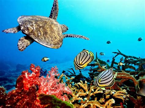 koralowce anthozoa dinoanimalspl