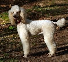 Lamb cut on a Poodle - The Well Groomed Pet