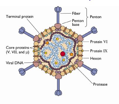 Virus Structure Lecture 9 Flashcards | Quizlet