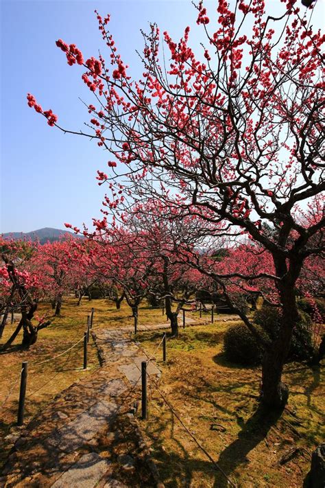 上も下も鮮やかな梅の花につつまれる随心院 梅 梅の木 梅の花