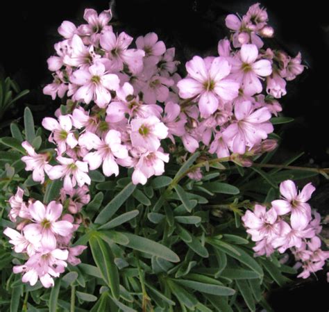 Gypsophila Pacifica Pink Baby S Breath Seedscape