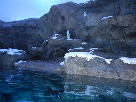 Penguin habitat-deviant-cvr by sfishffrog on DeviantArt