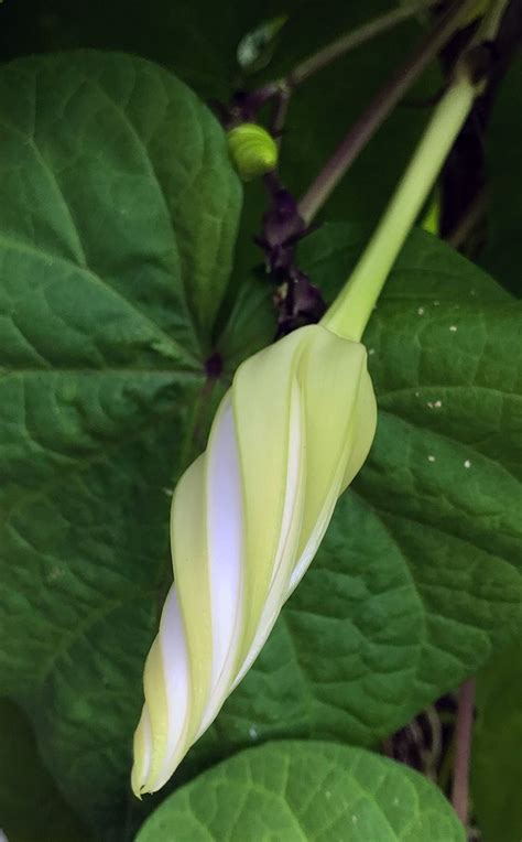 Moon Flower Plant Care How To Grow Moonflower Plants Artofit