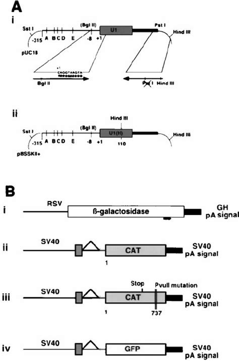 (A) U1 snRNA locus. (i) Parental U1 snRNA construct with enhancer ... 