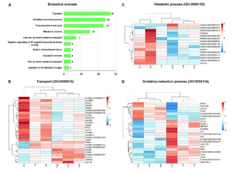 Classification Of Biological Process In The Go Functional Enrichment