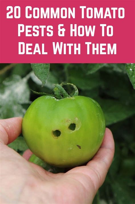 20 Common Tomato Pests And How To Deal With Them Plant Pests Pests