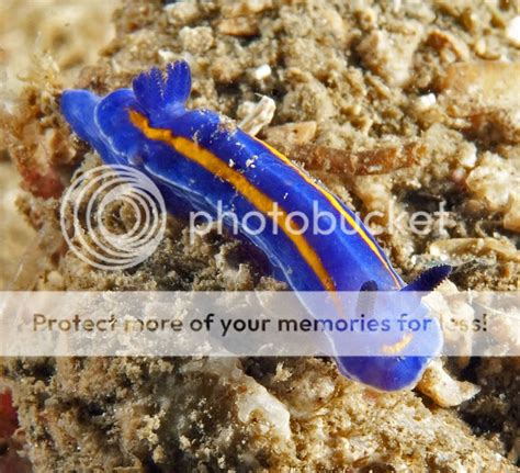 The Naked Clam Scubaboard