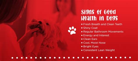 Signs of a Healthy Dog? | All Paws Pet Wash