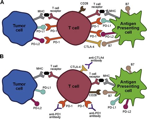 Immune Related Adverse Effects Of Cancer Immunotherapy— Implications For Rheumatology