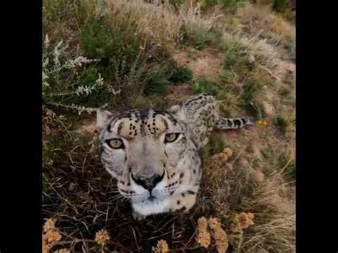 Known As The Ghost Of The Mountains Snow Leopards Are Among The Most