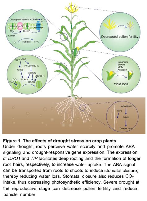 The Battle Of Crops Against Drought Genetic Di