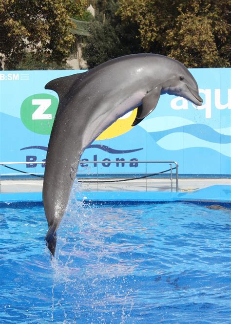 Cómo es un delfín - 5 pasos - Mascotas y Animales Doncomos.com