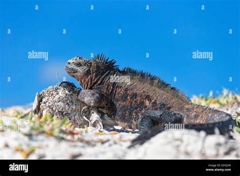 El Ecuador las Islas Galápagos Santa Cruz Tortuga Bay la iguana