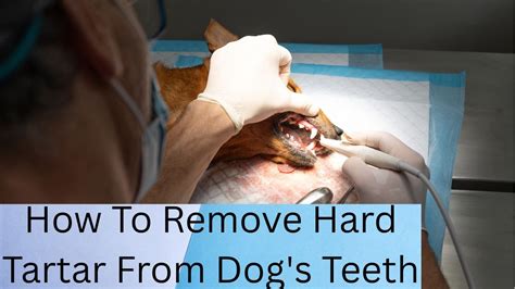 How To Remove Hard Tartar From Dog's Teeth - The Dental Healers