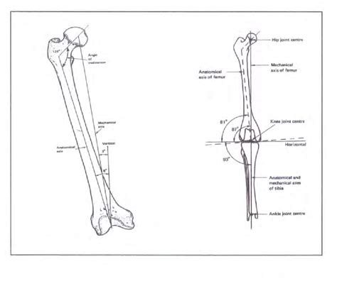 Figure 11 From The Morphology Of The Knee Joint In Homo Sapiens A