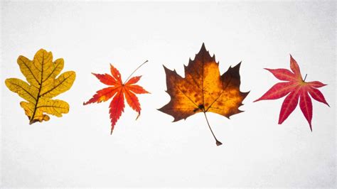 Everyday Philosophy Why We Pay Attention To Autumn Leaves The New