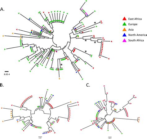 Maximum Likelihood Phylogenetic Analysis Of Hsv 2 Gg Gi And Ge Amino