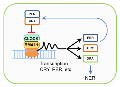 UV Radiation in DNA Damage and Repair Involving DNA-Photolyases and