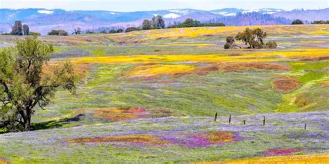 Where and How to Enjoy California Wildflowers in 2023 | Visit California