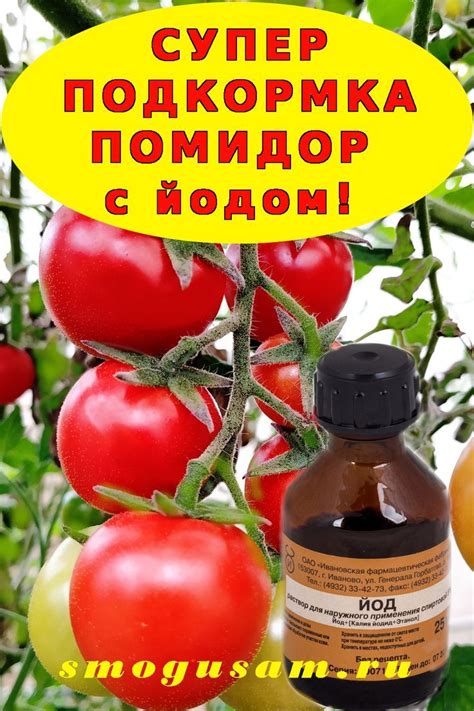 СУПЕР ПОДКОРМКИ ДЛЯ ТОМАТОВ С ЙОДОМ! Обязательно попробуйте!!! | Огород ...