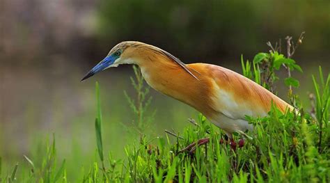 Egypt Bird Watching Tours Booking Prices Reviews