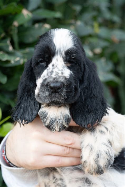 Cocker Spaniel - Mini Puppy's