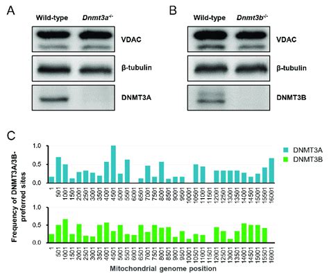 Fig S4 A B Western Blotting Analysis Of DNMT3A DNMT3B And VDAC