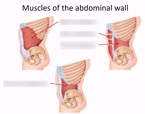 Anatomy Physiology I Lab Animated Skeletal Muscles Of The Thorax And