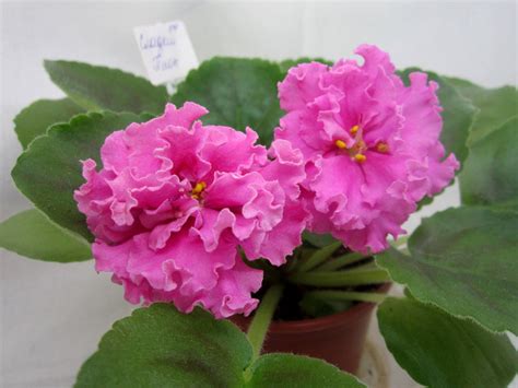 ЛФ-Сладкий Пион