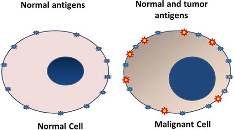 Antigen Presenting Cells Animation