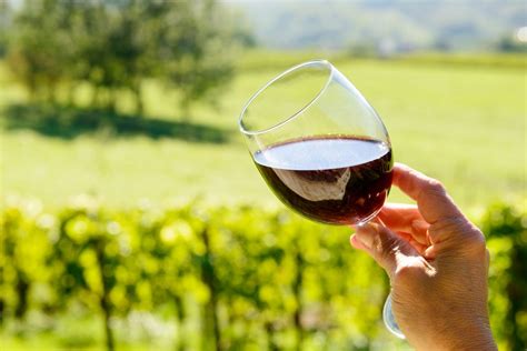 Una Gu A Con Todo Sobre Los Vinos De Tempranillo El Blog De Gourmet