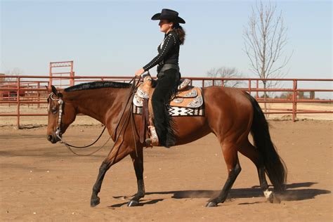 Pin By Amy Garcia On Horses Bay Western Pleasure Horses Horse