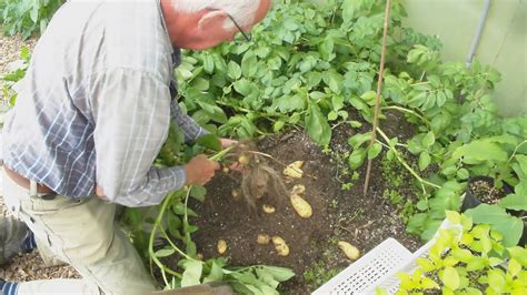 Aardappel Veredeling 206 Eerste Aardappelen Rooien Laatste Poten